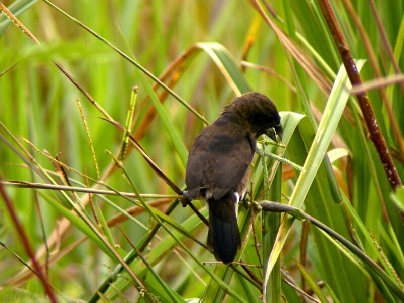 Black-and-white Mannikinimmature