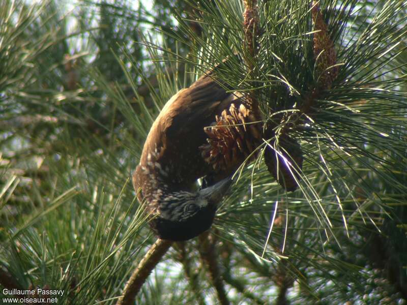 Spotted Nutcrackeradult, feeding habits, eats, Behaviour