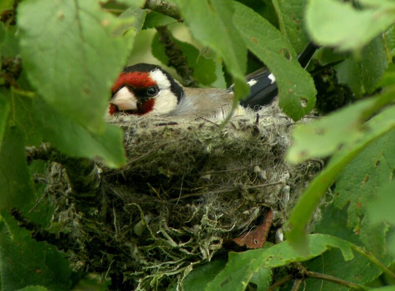 European Goldfinchadult breeding, Reproduction-nesting