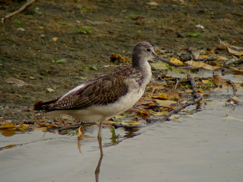 Common Greenshank