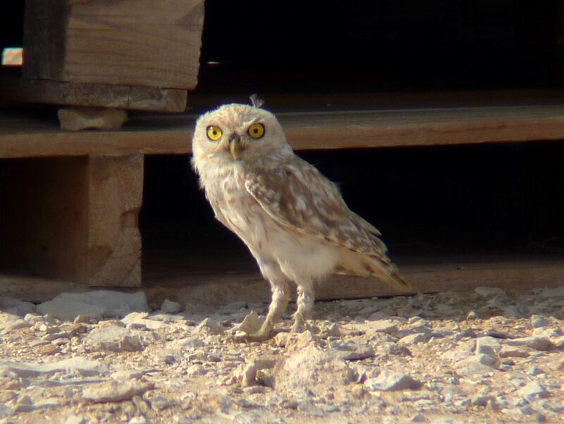 Little Owl, identification