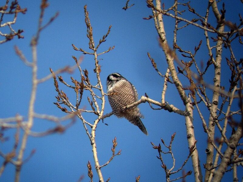 Northern Hawk-Owl