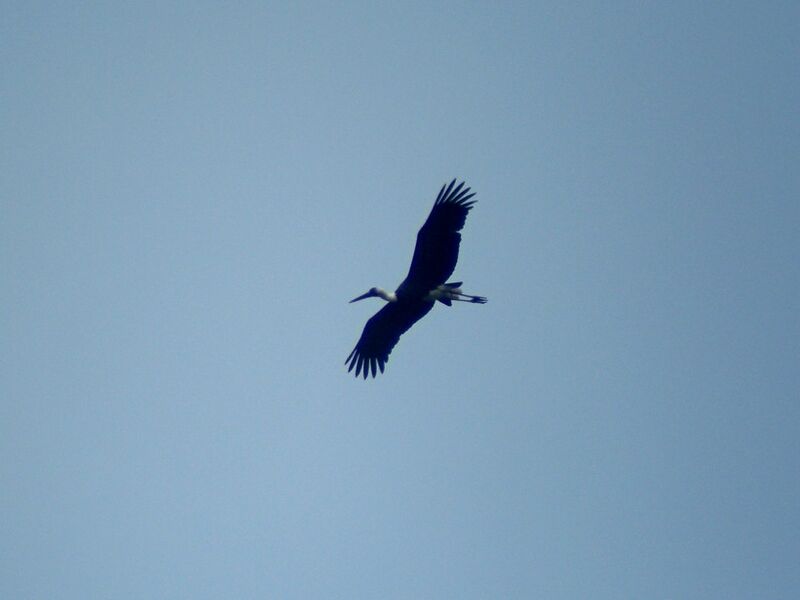 Cigogne à pattes noiresadulte