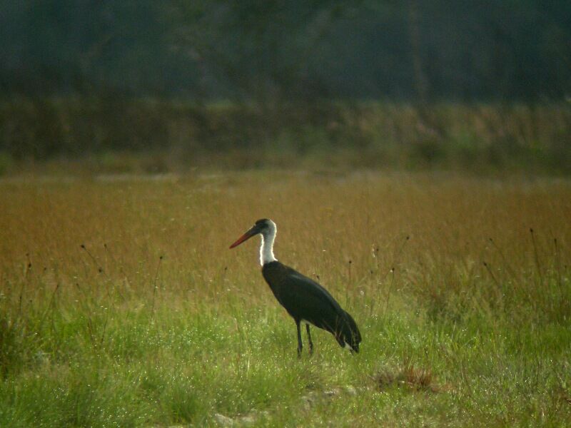 Cigogne à pattes noires