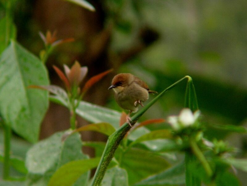 Chubb's Cisticola (discolor)adult