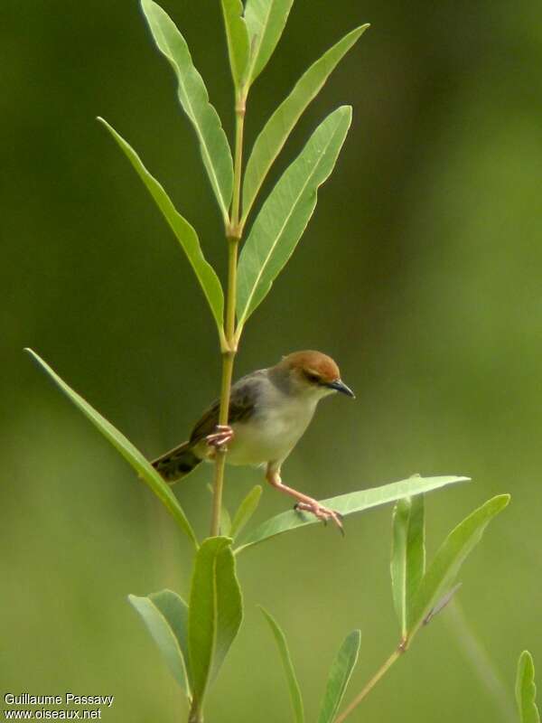 Chattering Cisticola male adult