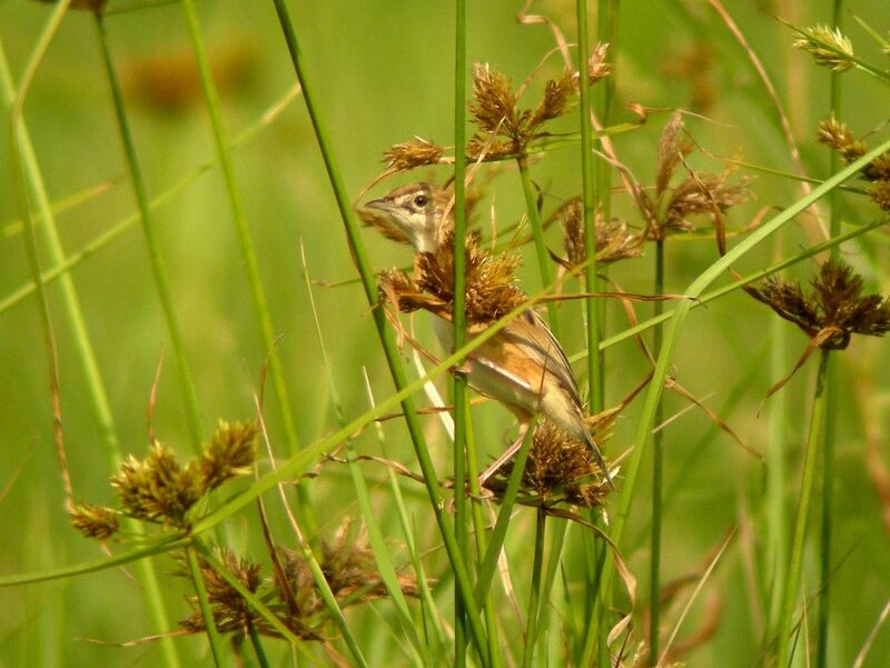 Pectoral-patch Cisticolaadult