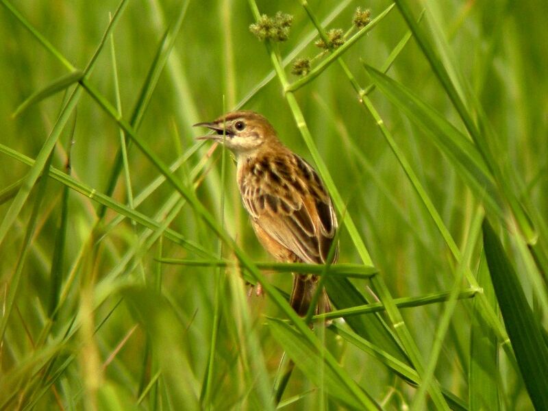 Pectoral-patch Cisticolaadult, song