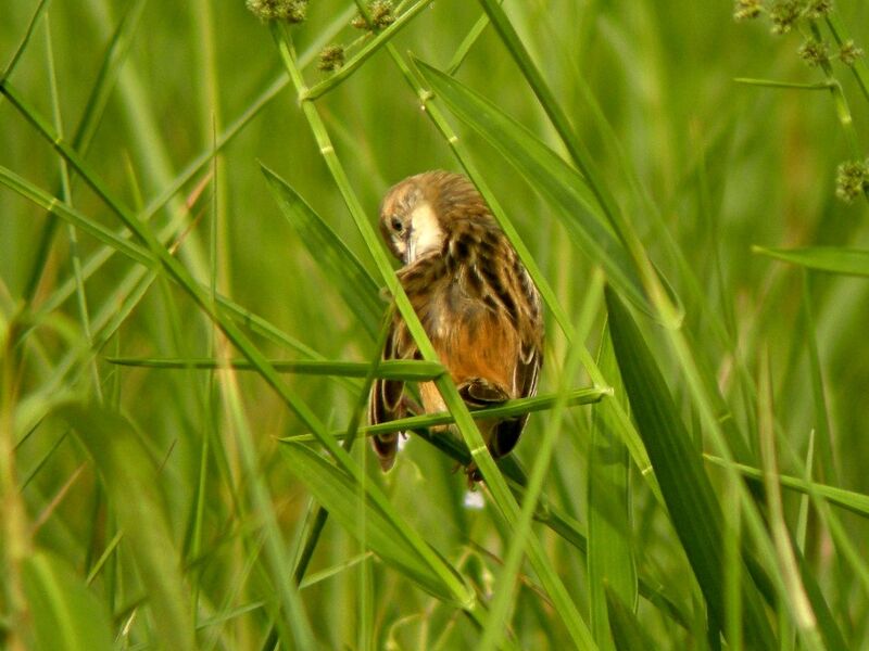 Pectoral-patch Cisticolaadult