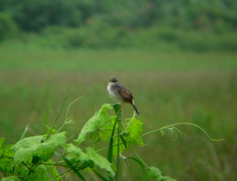 Singing Cisticola male adult