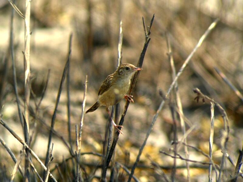 Zitting Cisticola