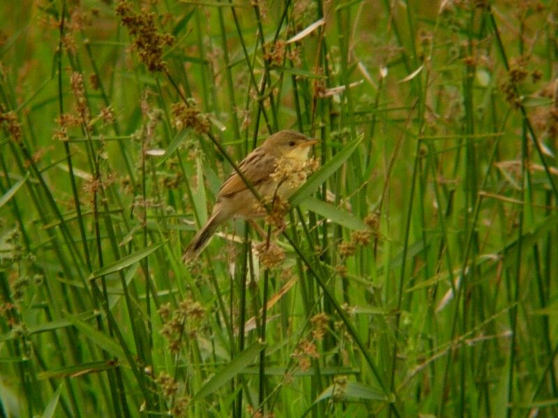 Winding Cisticola male