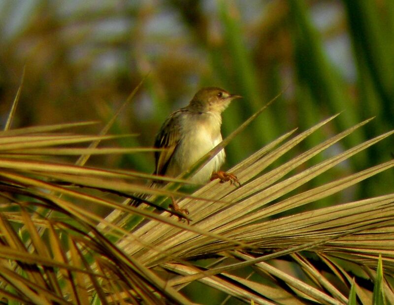 Winding Cisticola male adult