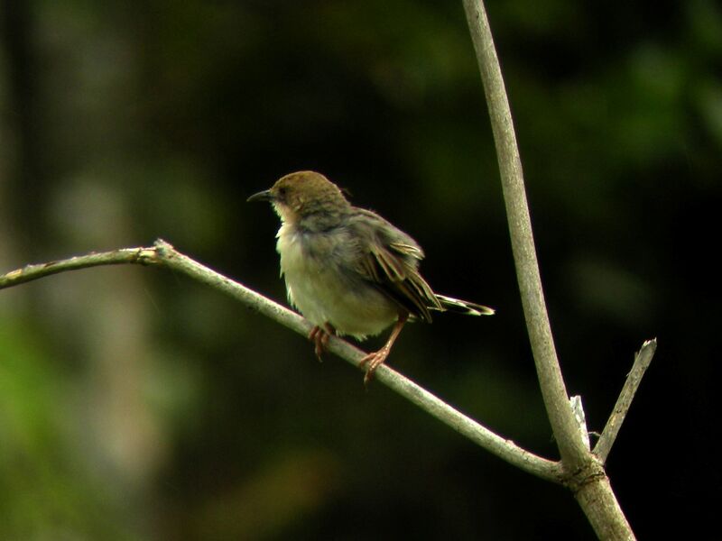 Winding Cisticola