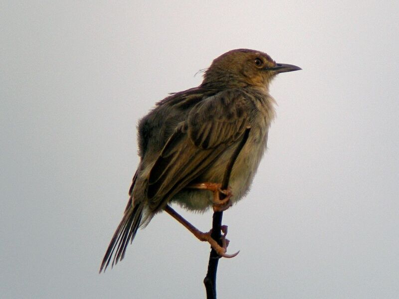 Winding Cisticola male adult, song