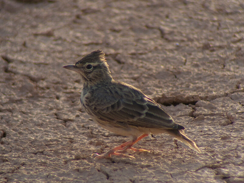 Thekla's Larkadult, identification