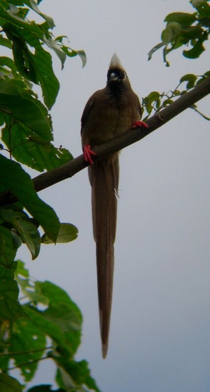 Speckled Mousebird