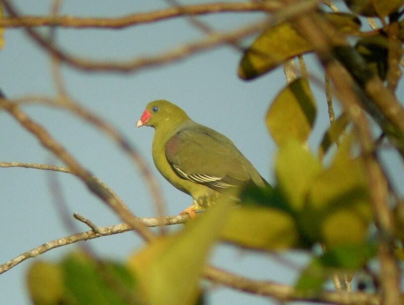 African Green Pigeonadult