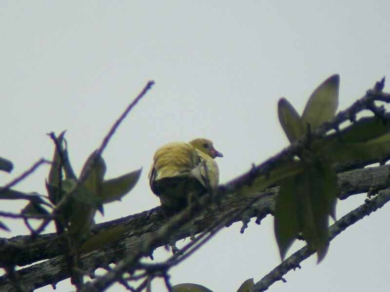 African Green Pigeonadult