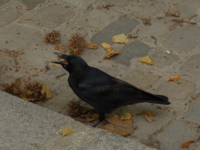 Carrion Crowadult, feeding habits