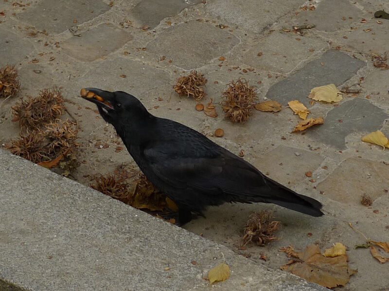 Carrion Crowadult, feeding habits