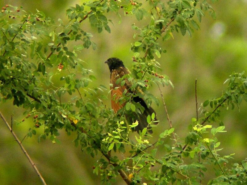 Coucal noir1ère année