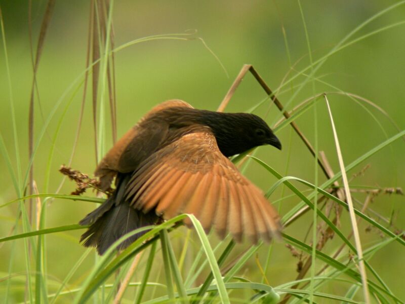 Coucal noiradulte