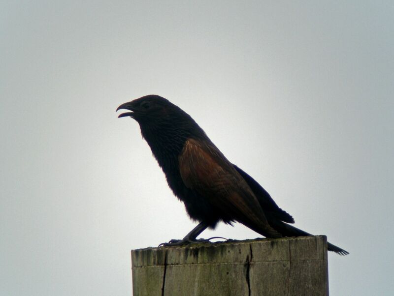 Black Coucaladult