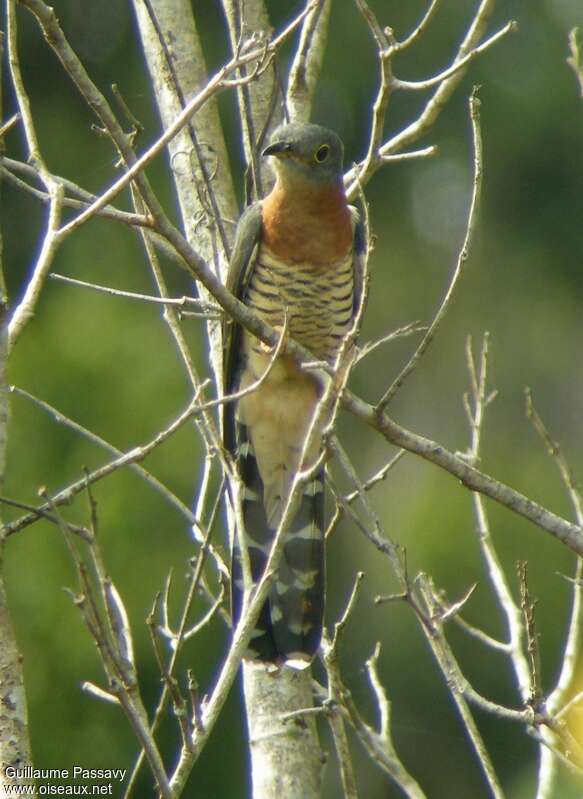 Red-chested Cuckoo male adult, close-up portrait