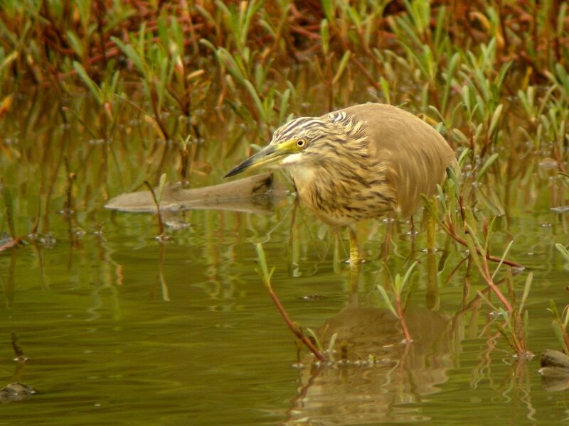 Squacco Heronadult post breeding