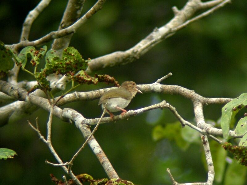 Green Crombec male adult breeding, song