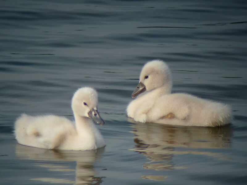 Mute SwanFirst year, identification