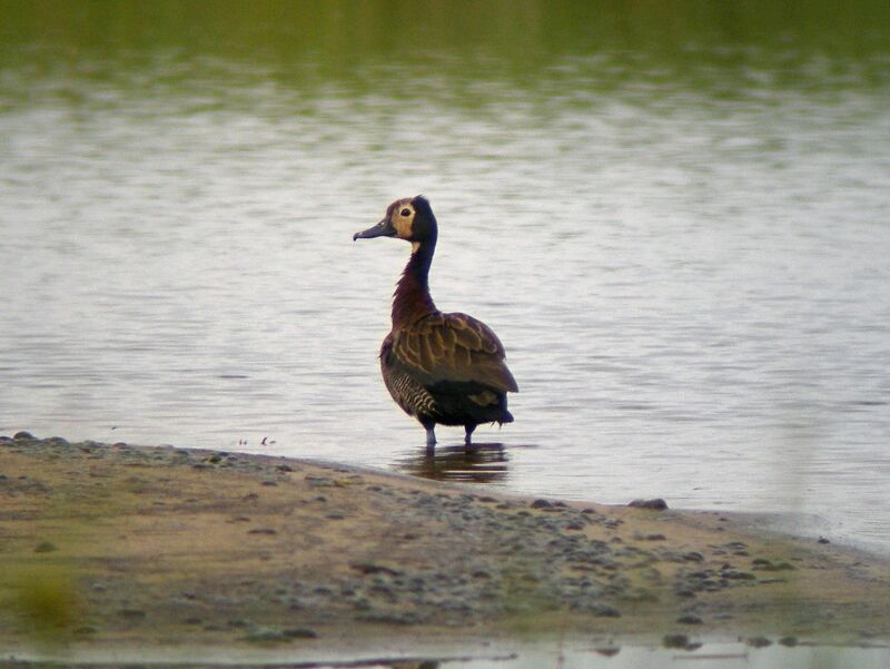 White-faced Whistling Duck