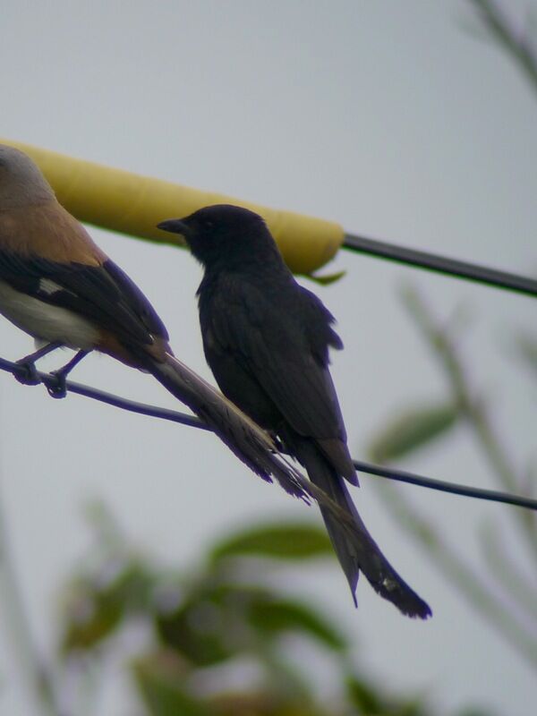 Drongo royaladulte