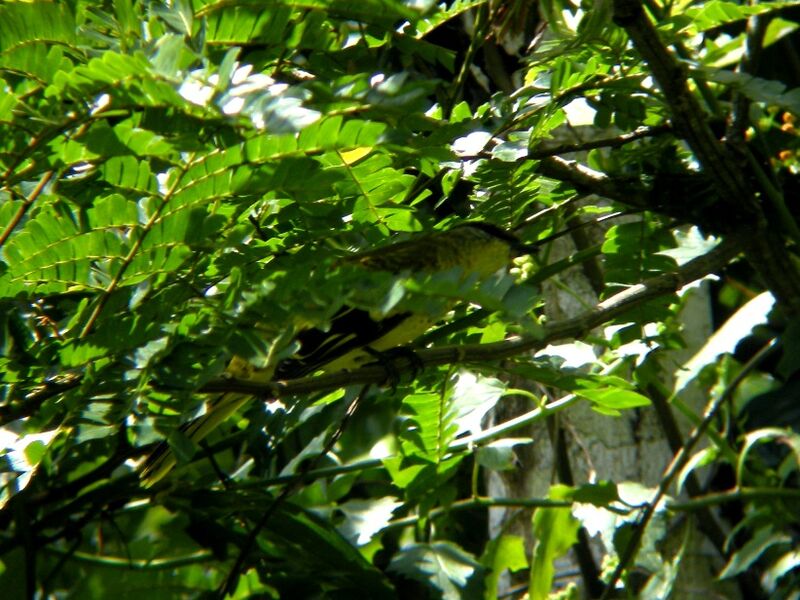 Petit's Cuckooshrike female adult