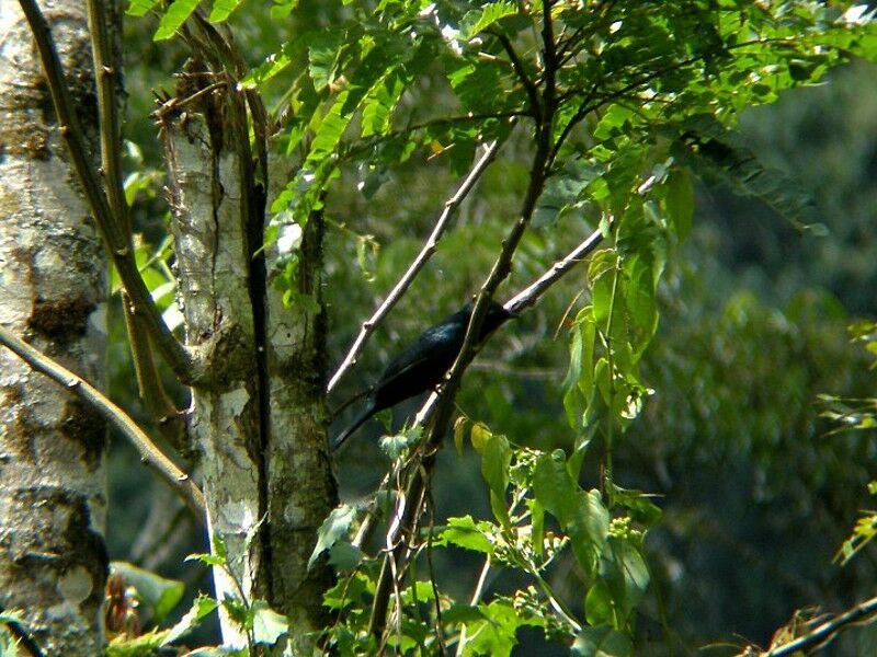 Petit's Cuckooshrike male adult