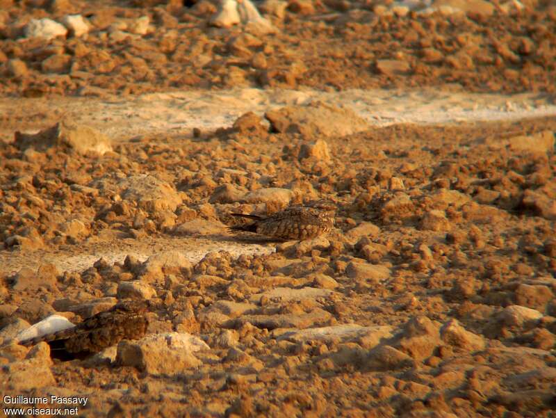 Engoulevent du désert1ère année, identification, camouflage