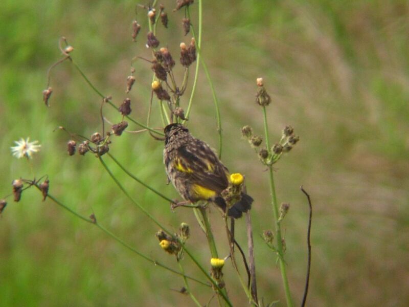 Yellow Bishop male immature