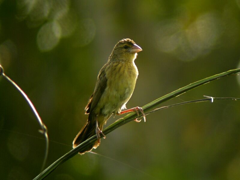 Yellow-mantled Widowbird male subadult