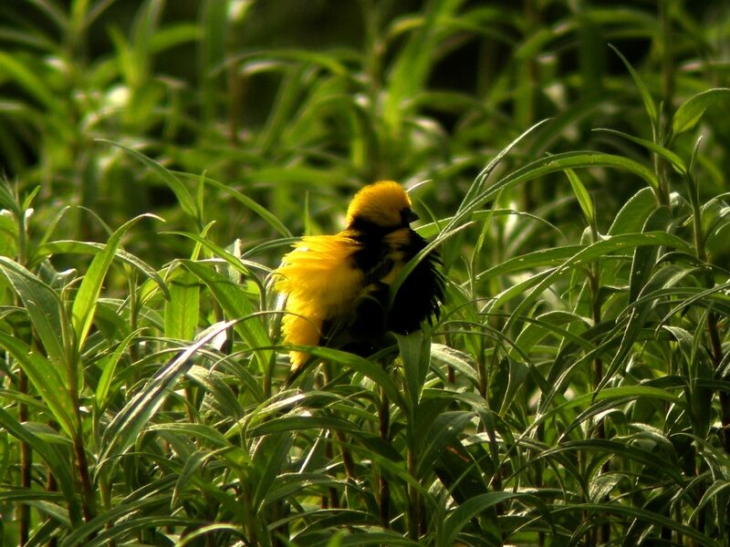 Yellow-crowned Bishop male adult breeding