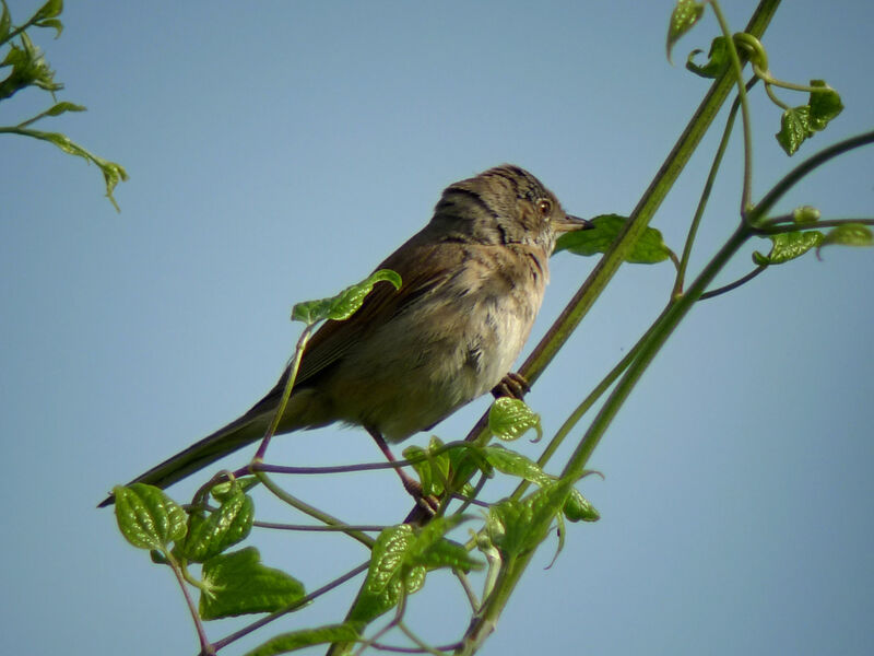 Common Whitethroatadult