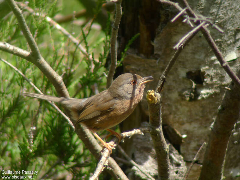 Dartford Warbler female adult breeding, identification