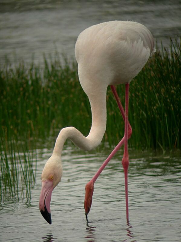 Flamant roseadulte nuptial, identification, Comportement