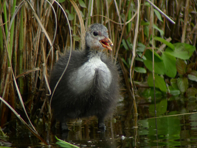 Eurasian CootFirst year