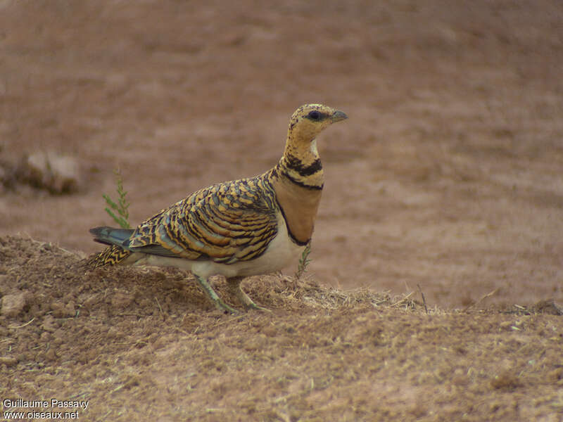 Ganga cata femelle adulte, identification