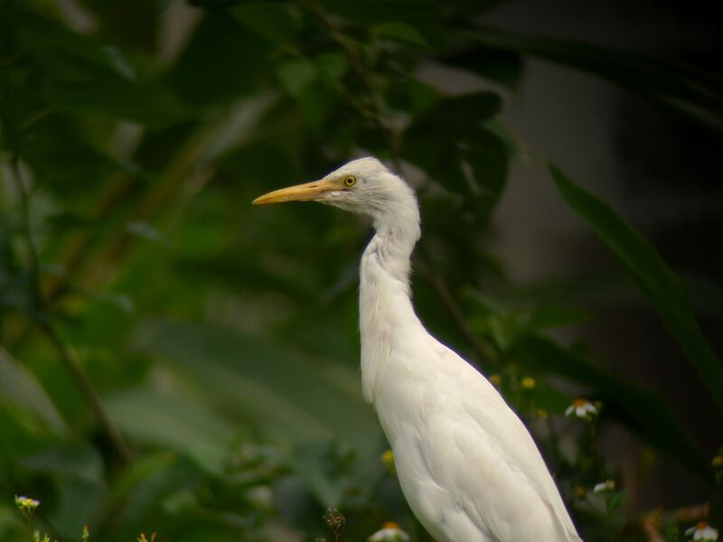 Eastern Cattle Egret