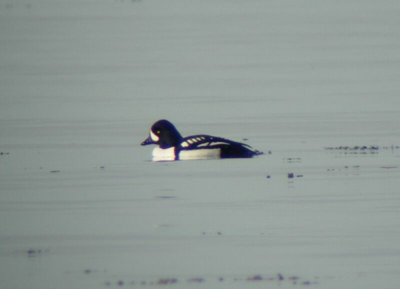 Barrow's Goldeneye male adult