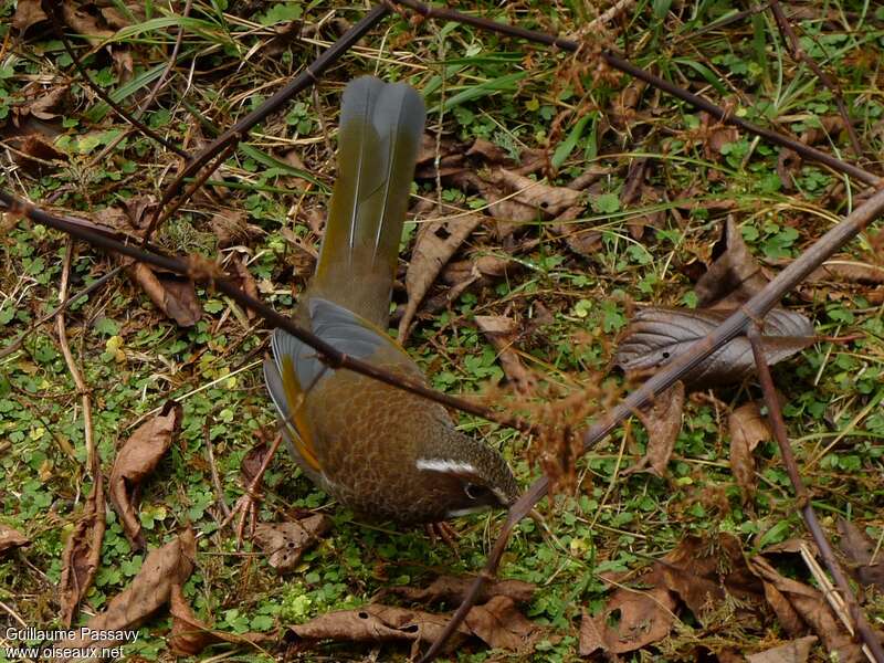 White-whiskered Laughingthrushadult, Behaviour