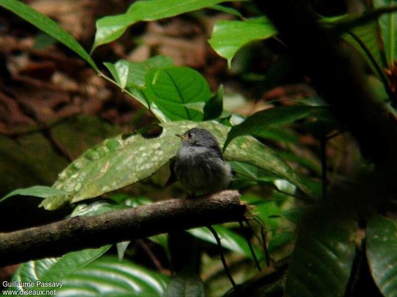 Yellow-footed Flycatcheradult