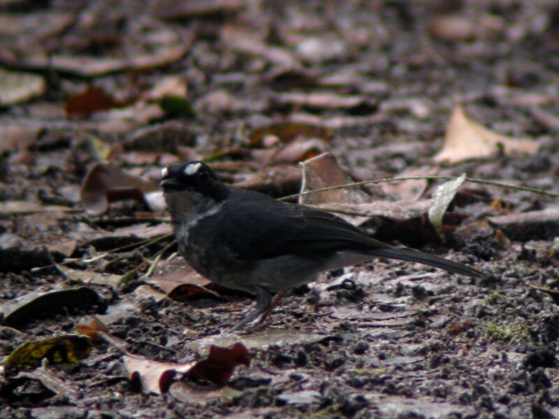 White-browed Forest Flycatcheradult